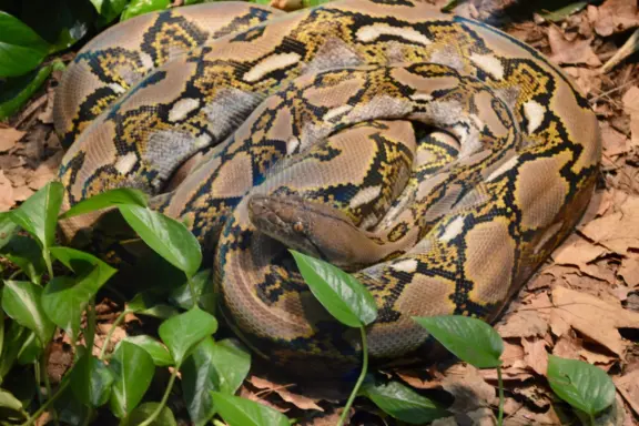 Carpet Python Facts: Essential Species Information