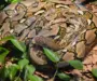 Carpet Python Facts: Essential Species Information