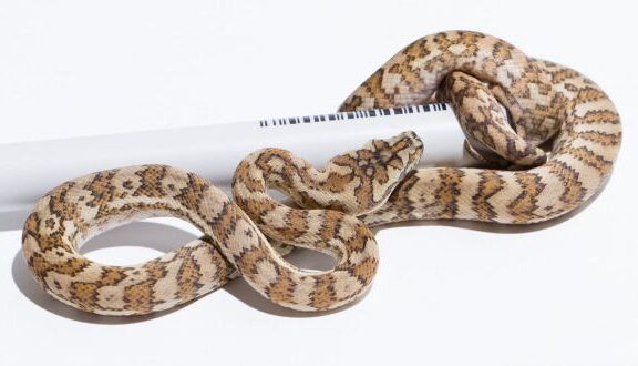 Carpet Python Genetics: Morph Inheritance Guide