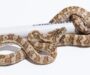 Carpet Python Genetics: Morph Inheritance Guide