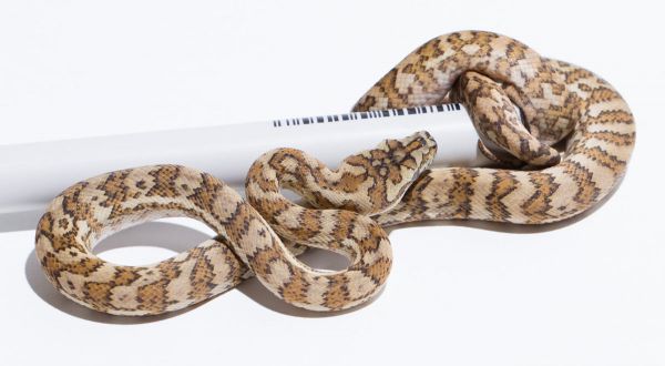 Carpet Python Genetics: Morph Inheritance Guide