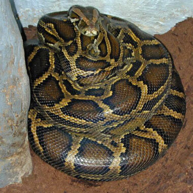 Carpet Python Habitat in the Wild: Guide