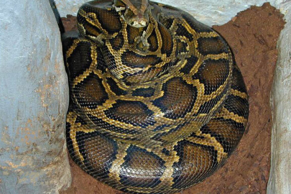 Carpet Python Habitat in the Wild: Guide