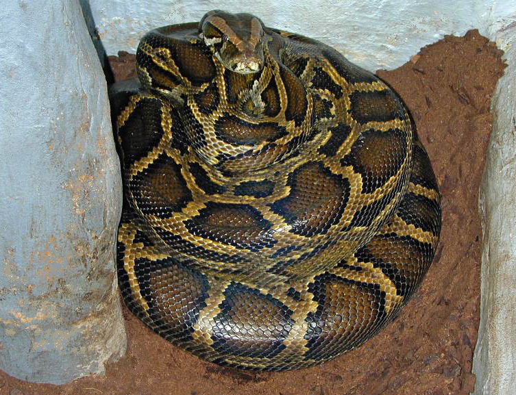 Carpet Python Habitat in the Wild: Guide