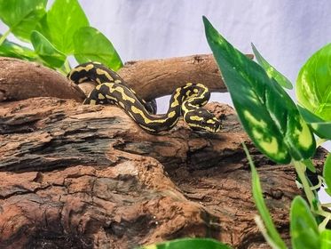 Carpet Python Handling: Safe Techniques Guide