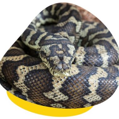 Carpet Python Heating Needs: Complete Guide