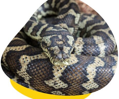 Carpet Python Heating Needs: Complete Guide