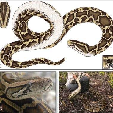 Carpet Python Hunting Techniques: Guide