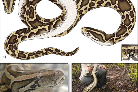 Carpet Python Hunting Techniques: Guide