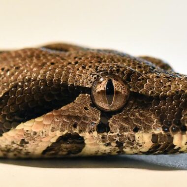 Carpet Python Lighting: Setup Guide