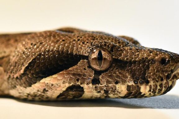 Carpet Python Lighting: Setup Guide