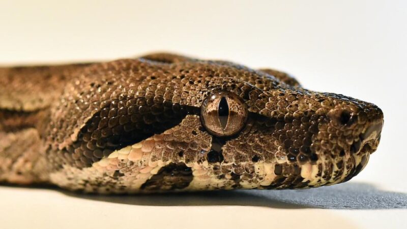 Carpet Python Lighting: Setup Guide