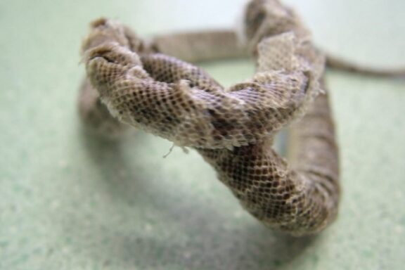 Carpet Python Morphs: Variety & Colors Guide