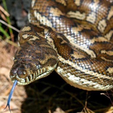 Carpet Python Pet: Owner's Complete Guide