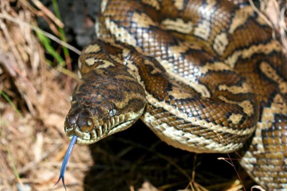 Carpet Python Pet: Owner's Complete Guide