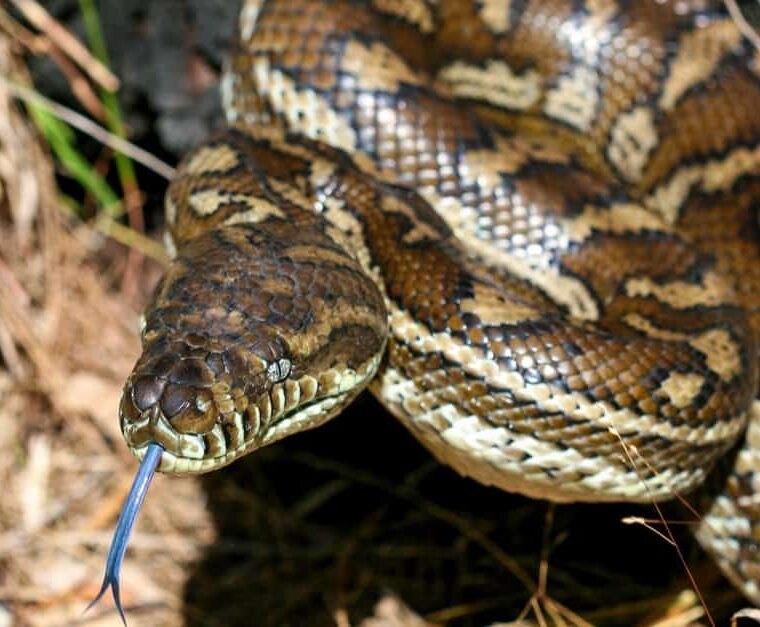 Carpet Python Diet: Feeding Guide & Tips