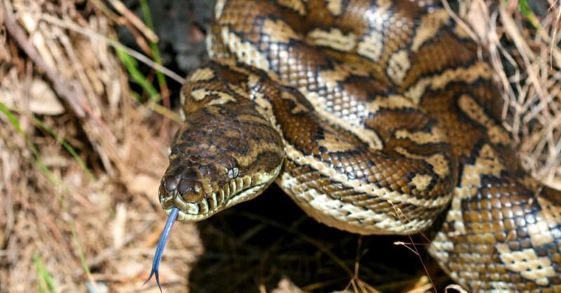 Carpet Python Pet: Owner's Complete Guide