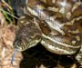 Carpet Python Pet: Owner’s Complete Guide