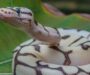 Carpet Python Size: Growth Stages Explained