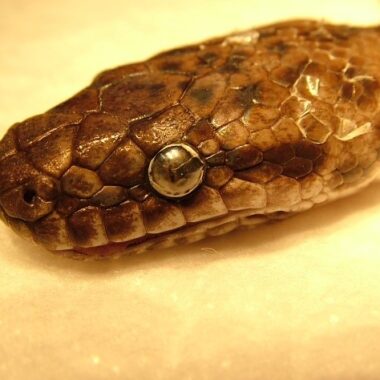 Carpet Python Species: Comprehensive Guide