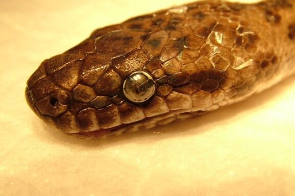 Carpet Python Species: Comprehensive Guide