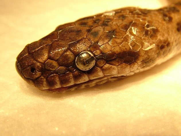 Carpet Python Species: Comprehensive Guide