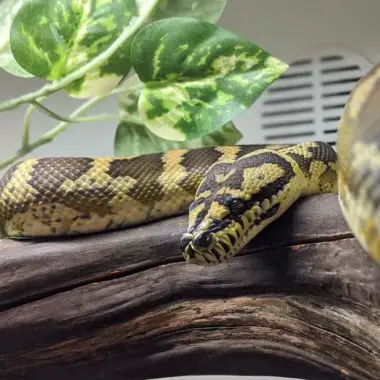 Carpet Python Substrate: Best Options Guide