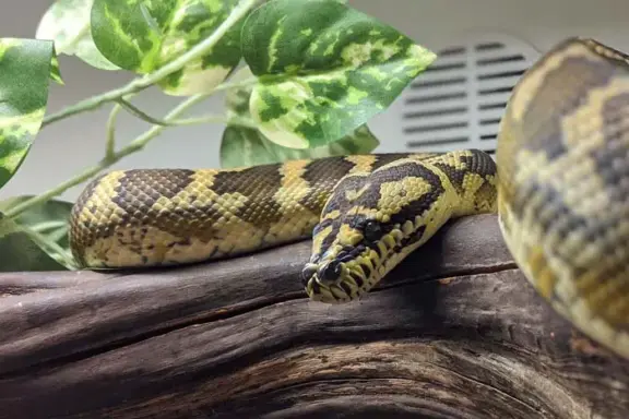 Carpet Python Substrate: Best Options Guide