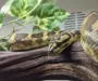 Carpet Python Substrate: Best Options Guide