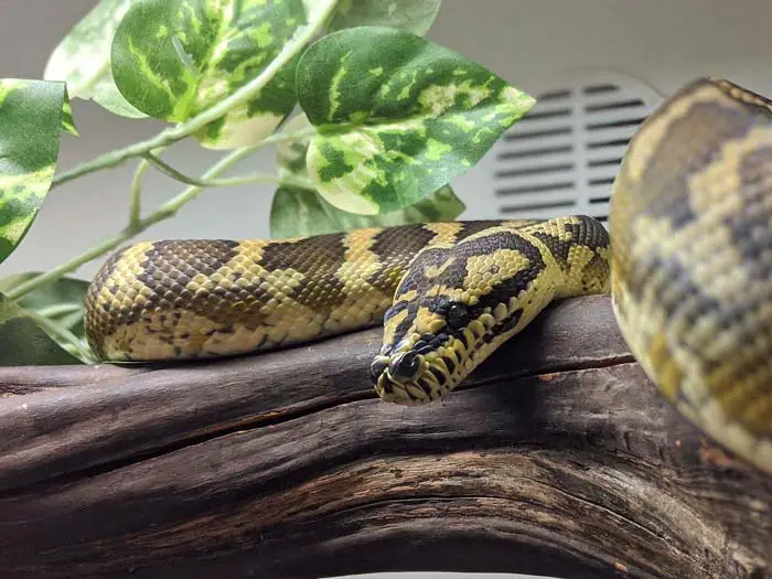 Carpet Python Substrate: Best Options Guide