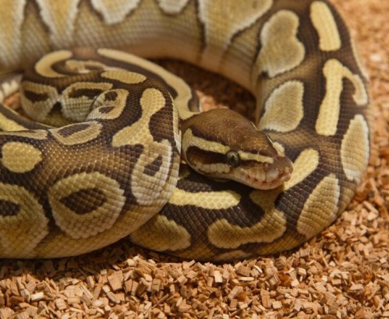 Carpet Python Size: Growth Stages Explained