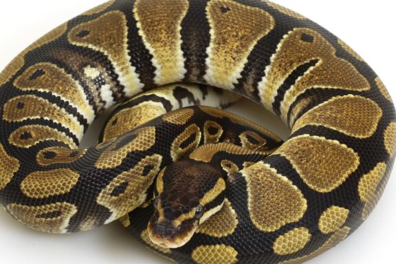 Carpet Python Temperament: Owner's Guide