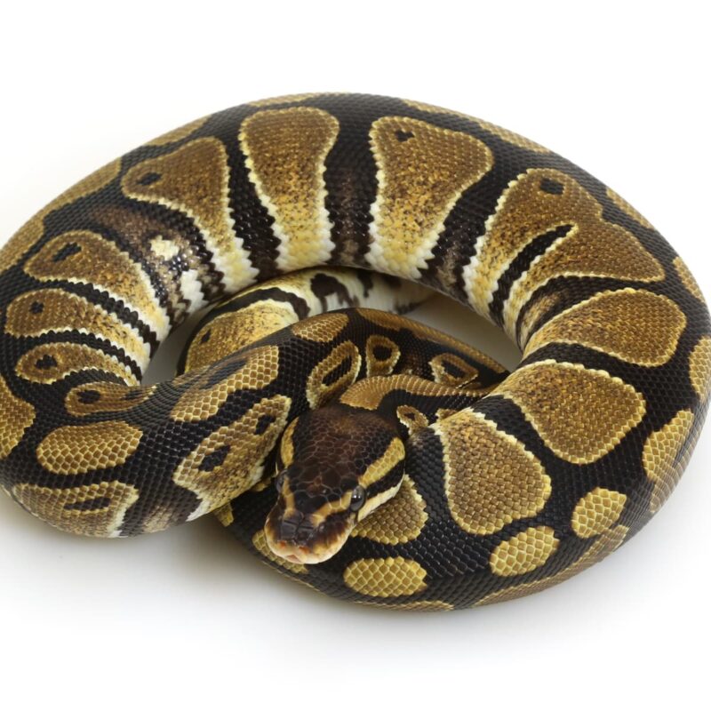 Carpet Python Temperament: Owner's Guide