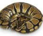 Carpet Python Temperament: Owner’s Guide