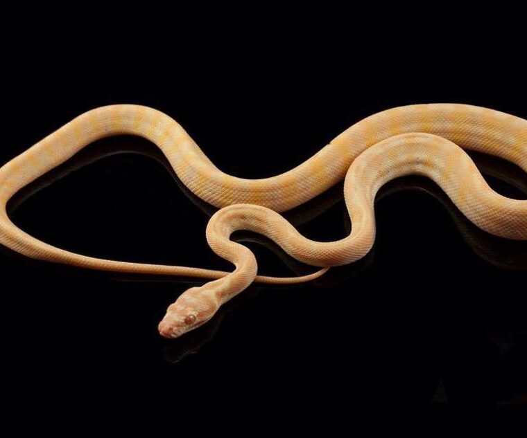 Jungle Jaguar Carpet Python: Exotic Pattern Guide