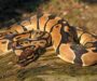 Carpet Python vs Ball Python: Compare & Choose