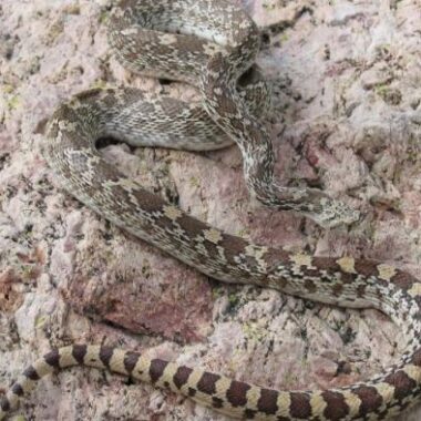 Catching Gopher Snakes: Safe Handling Guide