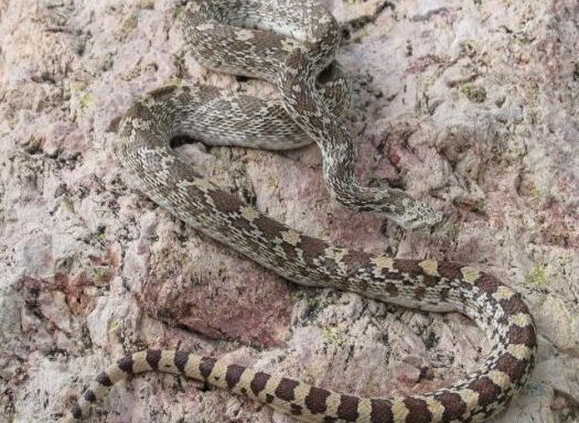 Catching Gopher Snakes: Safe Handling Guide