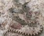 Catching Gopher Snakes: Safe Handling Guide