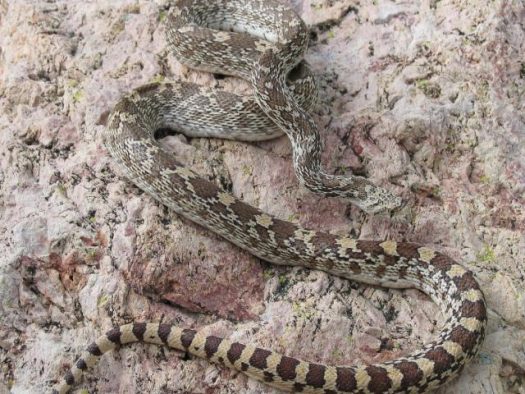 Catching Gopher Snakes: Safe Handling Guide