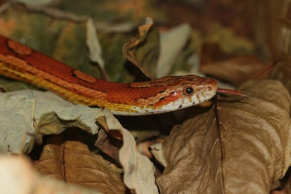 Choosing the Right Tank Size for Corn Snakes