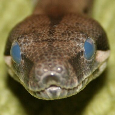 Cloudy Eyes in Ball Pythons: Causes & Care