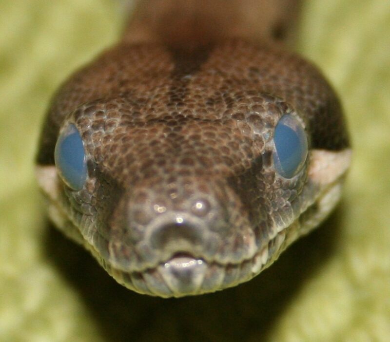 Cloudy Eyes in Ball Pythons: Causes & Care