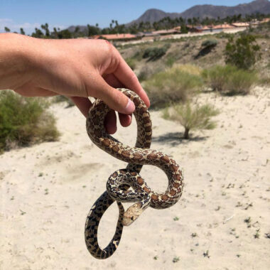 Colorado Gopher Snake: Essential Guide