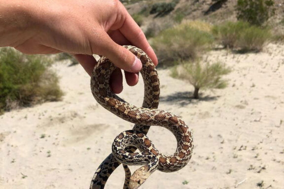 Colorado Gopher Snake: Essential Guide