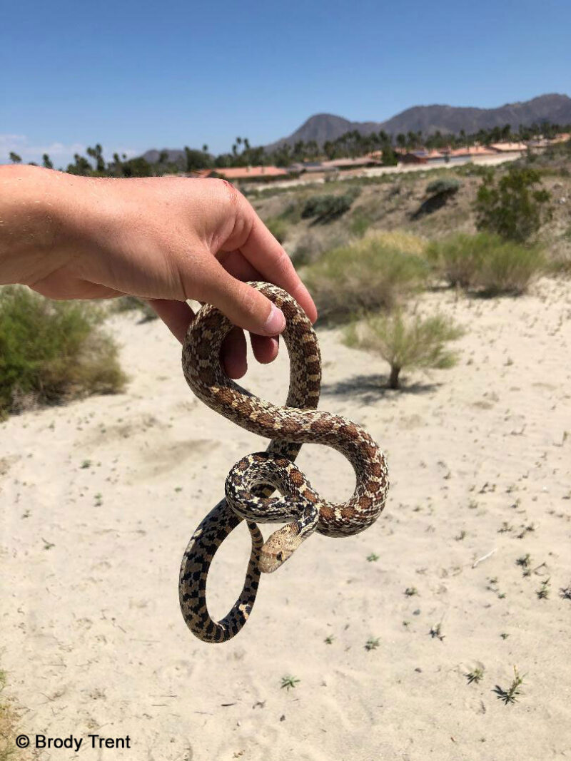 Colorado Gopher Snake: Essential Guide