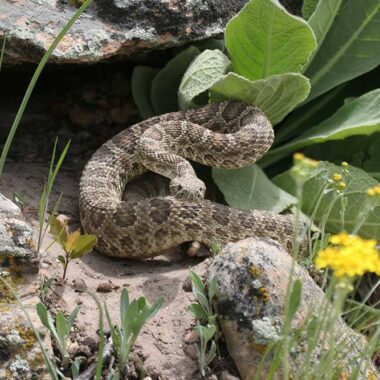 Colorado Gopher Snake: Rocky Mountain Species Guide