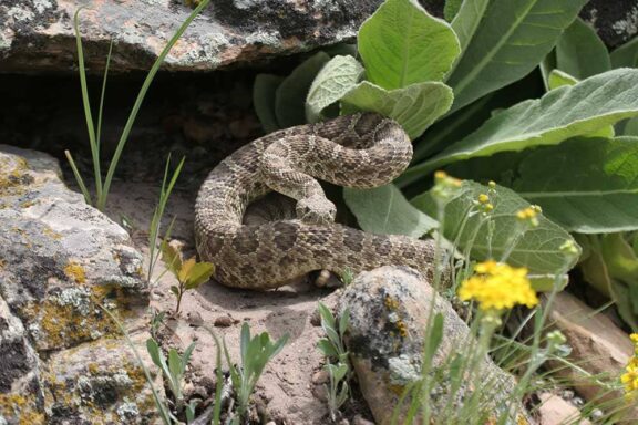 Colorado Gopher Snake: Rocky Mountain Species Guide