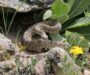 Colorado Gopher Snake: Rocky Mountain Species Guide