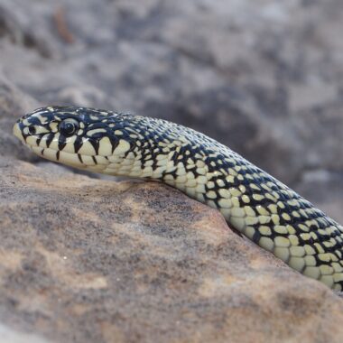 Colorado King Snake: Mountain Region Species